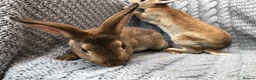 Rex rabbits for sale: Beautiful velvet mini Rex & Rex rabbits - Advert 21
