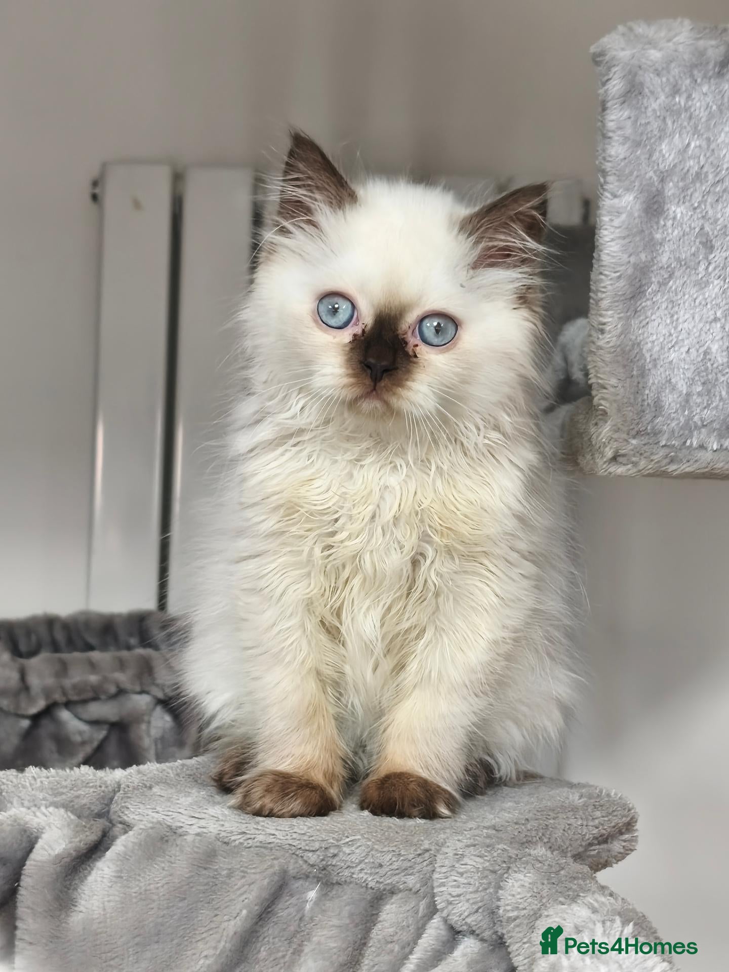 British Shorthair cats British shorthair and longhair registered gccf - Advert 17