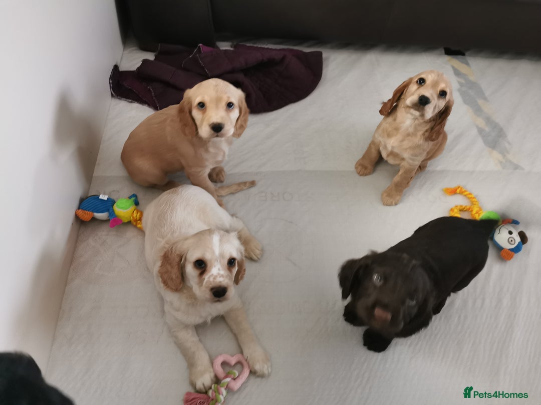 Cocker Spaniel dogs for stud: KC Registered Working Cocker Spaniel STUD - Advert 8