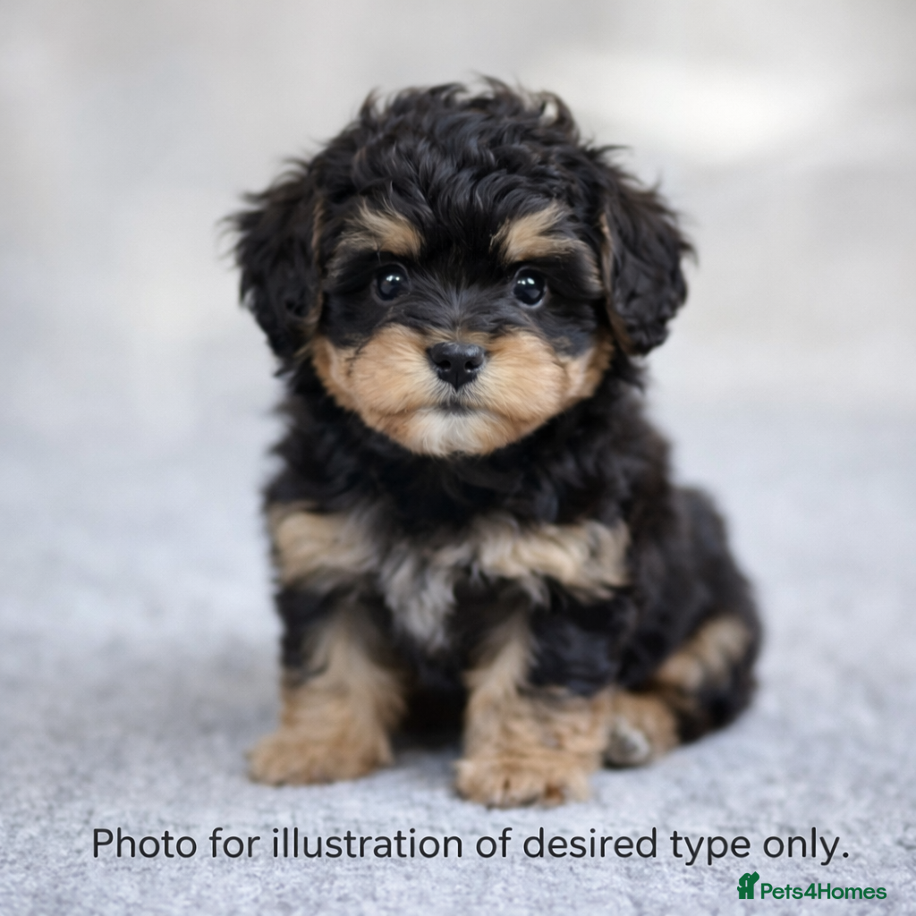 Maltipoo dogs Looking for Male F1 Toy Maltipoo Puppy - Advert 1