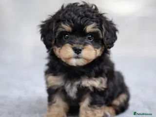 Maltipoo dogs Looking for Male F1 Toy Maltipoo Puppy - Advert 1