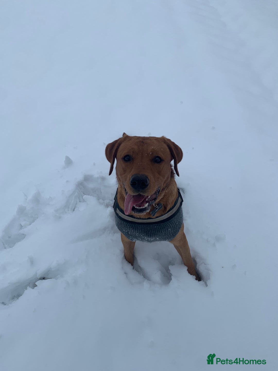 Labrador Retriever dogs for stud: KC Fox Red Lab. 37KG. Proven + strong health tests - Image 10