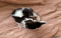 British Shorthair cats for sale: 4 British short hair kittens left Calico girls - Image 8