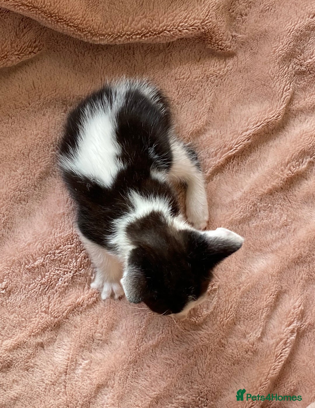 British Shorthair cats for sale: 4 British short hair kittens left Calico girls - Image 8