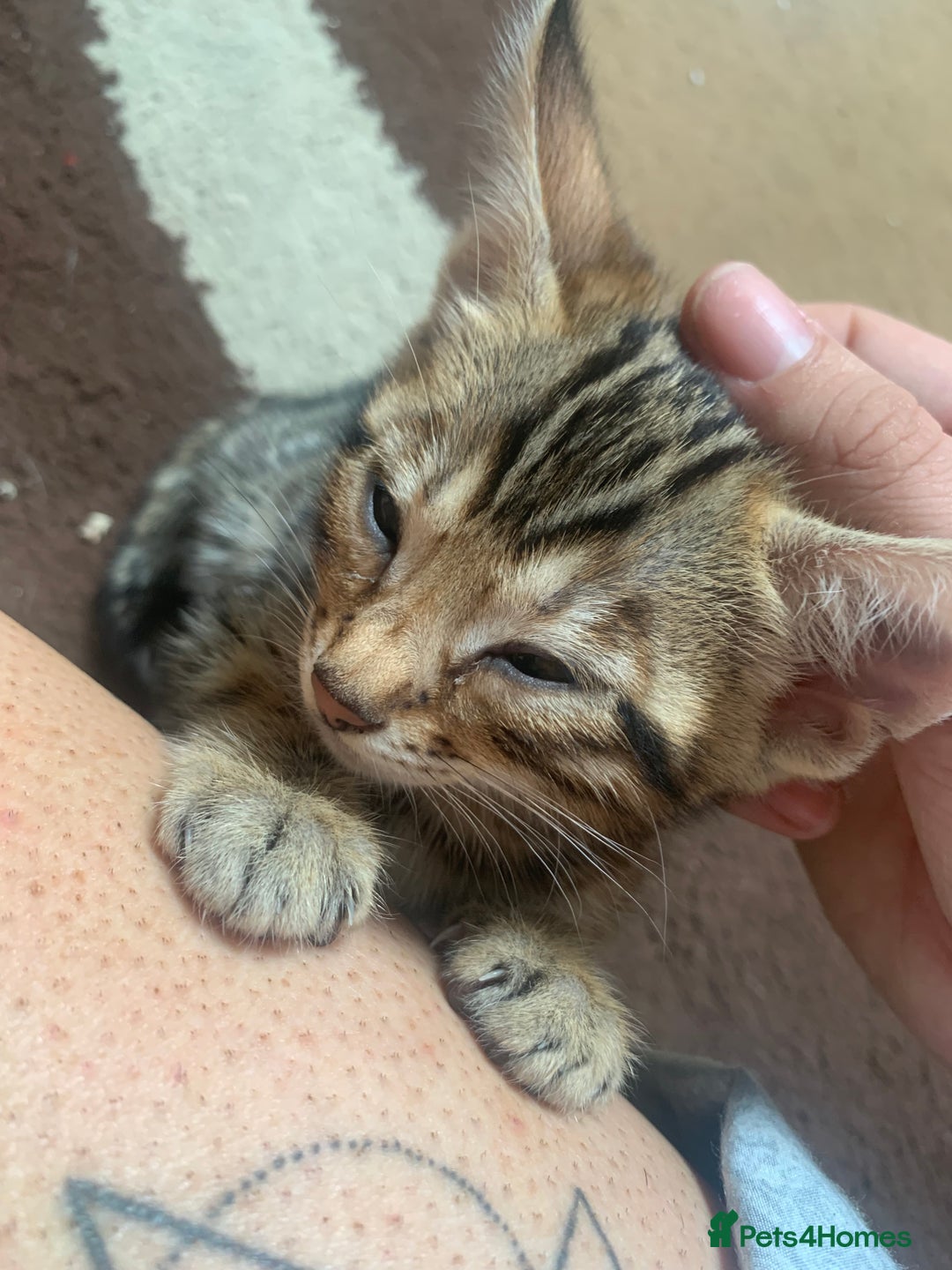 Bengal cats for sale: Ready to leave 3 left, 3/4 Bengal Kittens Rosetted - Image 18