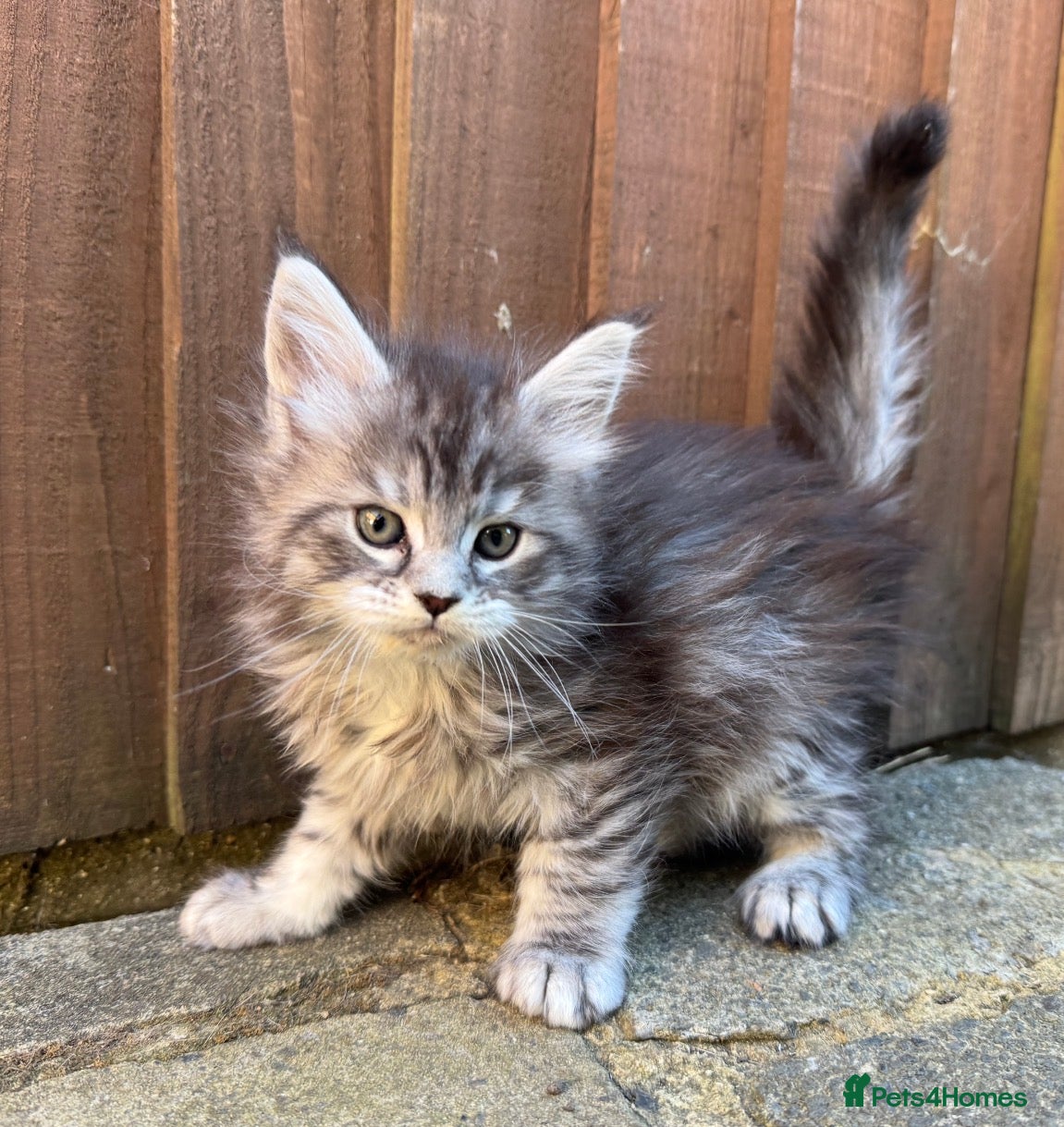 Maine Coon cats Champion line Maine coon active kittens - Advert 1