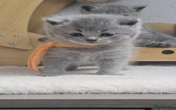 British Shorthair cats for sale: High Quality British Short Haired Kittens - Image 7