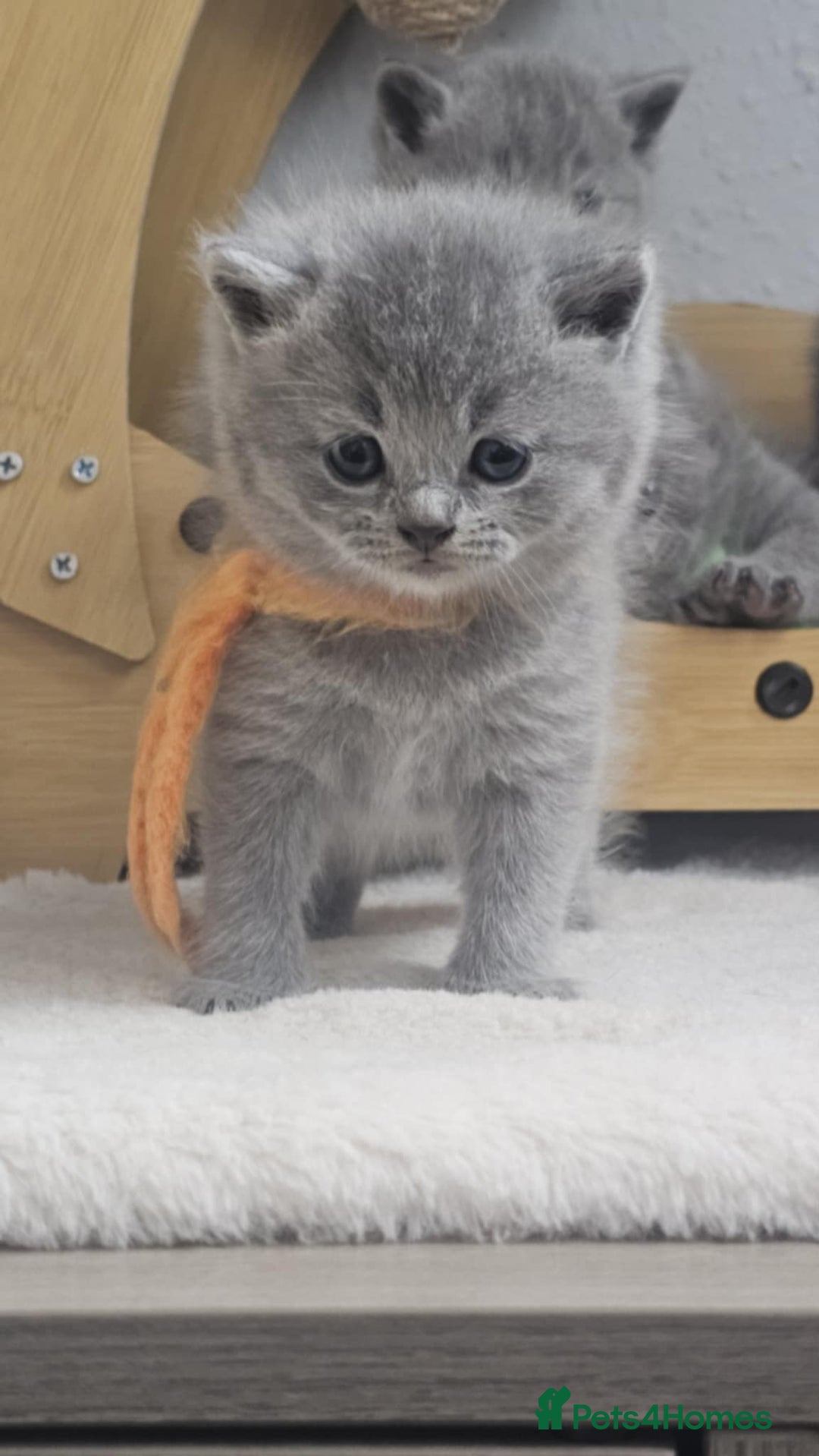 British Shorthair cats for sale: High Quality British Short Haired Kittens - Image 7