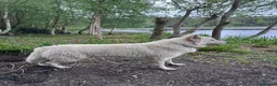 White Swiss Shepherd dogs for stud: White Swiss Shepherd Stud  - Advert 3