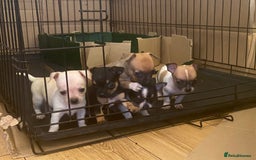 Chihuahua dogs for sale: Tiny Girl & Boy Chihuahuas available  - Image 3