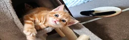 Mixed Breed cats for sale: Ginger boy for sale - Advert 6