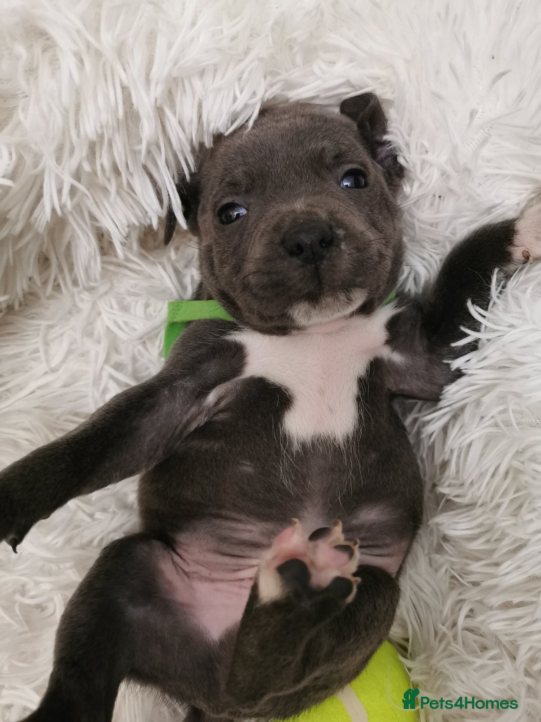 Staffordshire Bull Terrier dogs for sale: Staffordshire Bull Terrier puppies for sale  - Advert 31