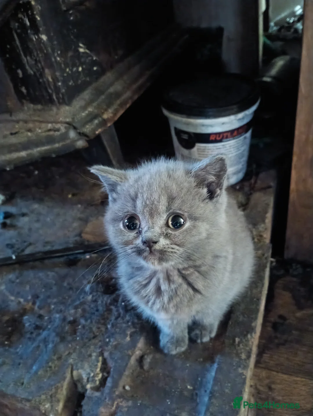 British Shorthair cats for sale: Full British Shorthair kittens - Advert 8