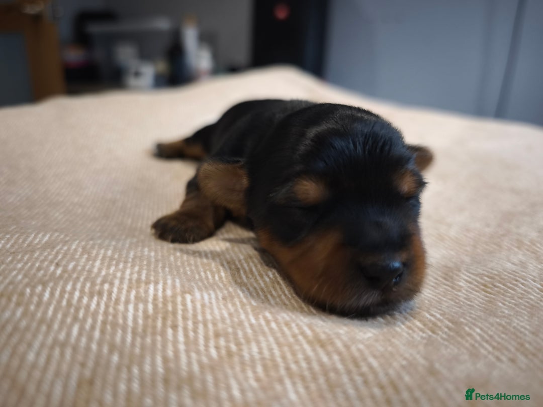 Yorkshire Terrier dogs for sale: Adorable Yorkshire Terrier Puppies. - Image 8