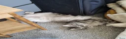Maine Coon cats for sale: Female silver/Grey Maine Coon - Advert 2