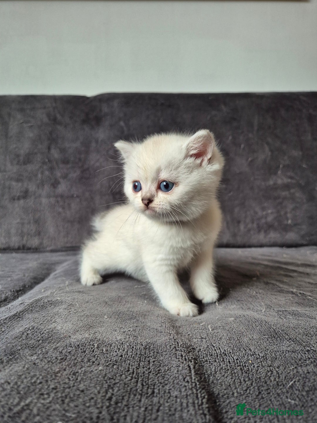 British Shorthair cats for sale: TICA Blue/gold/silver colourpoint - Image 20