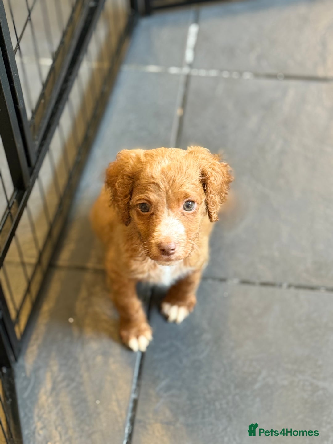Cockapoo dogs for sale: Cockapoo/sprocker ready to leave 1 male - Image 2