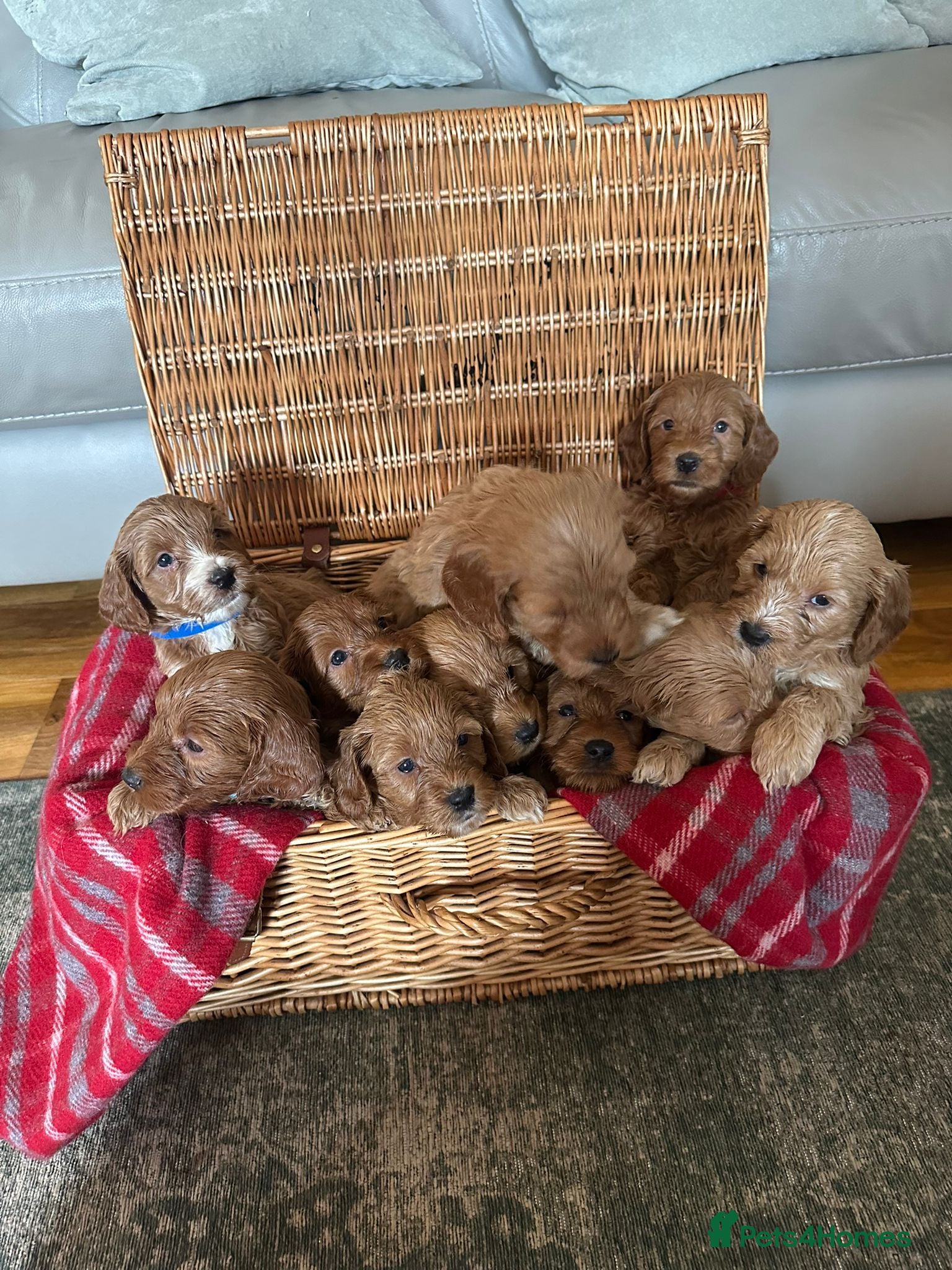 Cockapoo dogs F1 miniature Cockapoo  - Advert 1