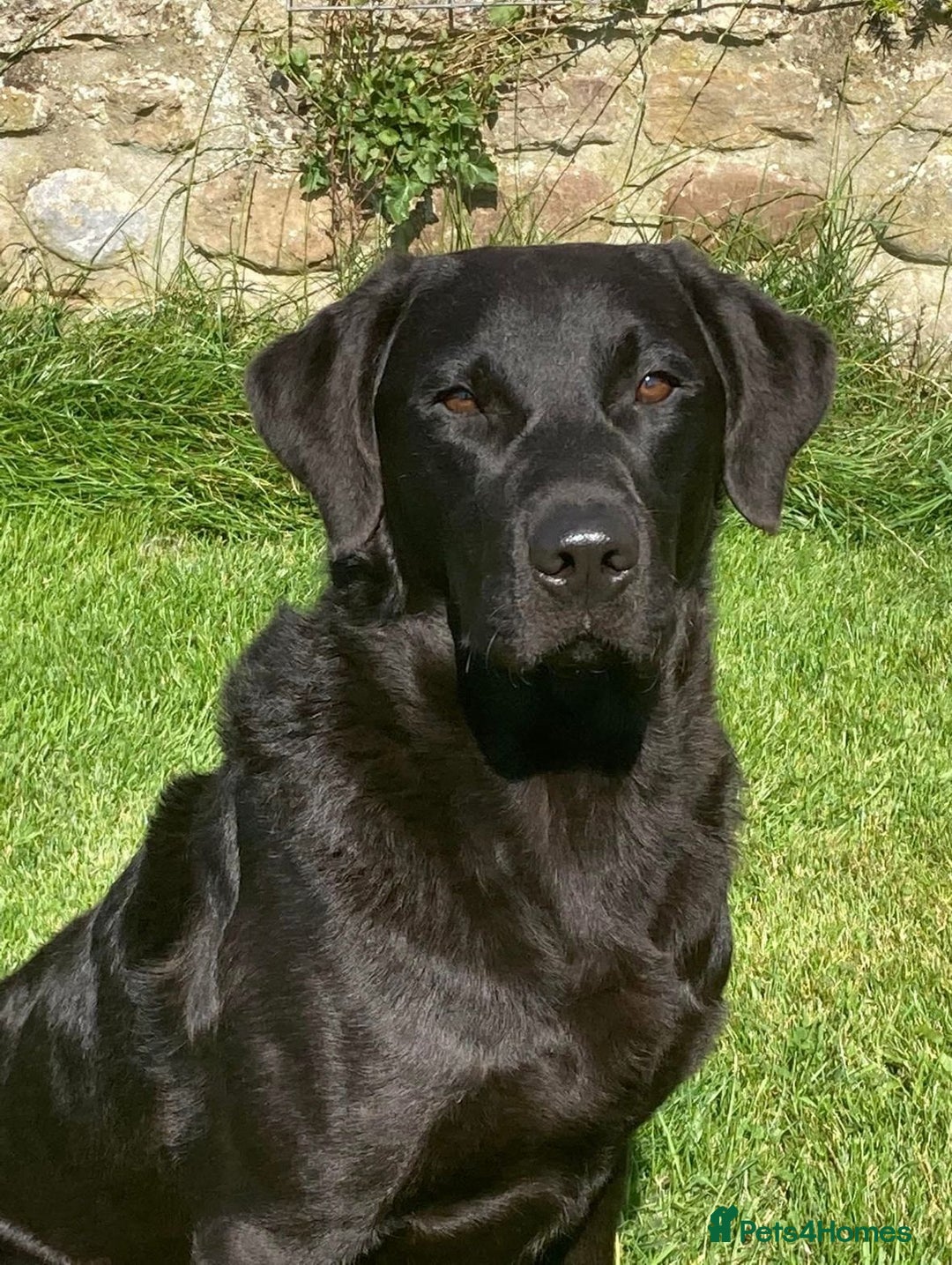 Labrador Retriever dogs for sale: Black Labrador Puppies, 5* Licensed Breeder - Advert 16