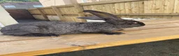 Continental Giant rabbits for sale: 💖 last girl! Pure bred continental giants💖 - Advert 1