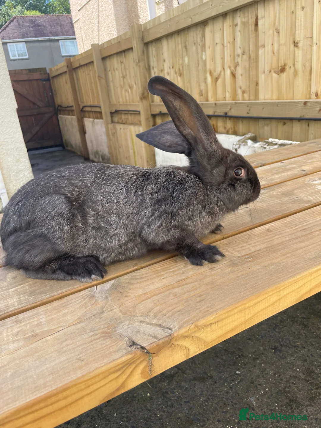 Continental Giant rabbits for sale: 💖 last girl! Pure bred continental giants💖 - Advert 1