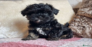 Maltipoo dogs - Advert 5