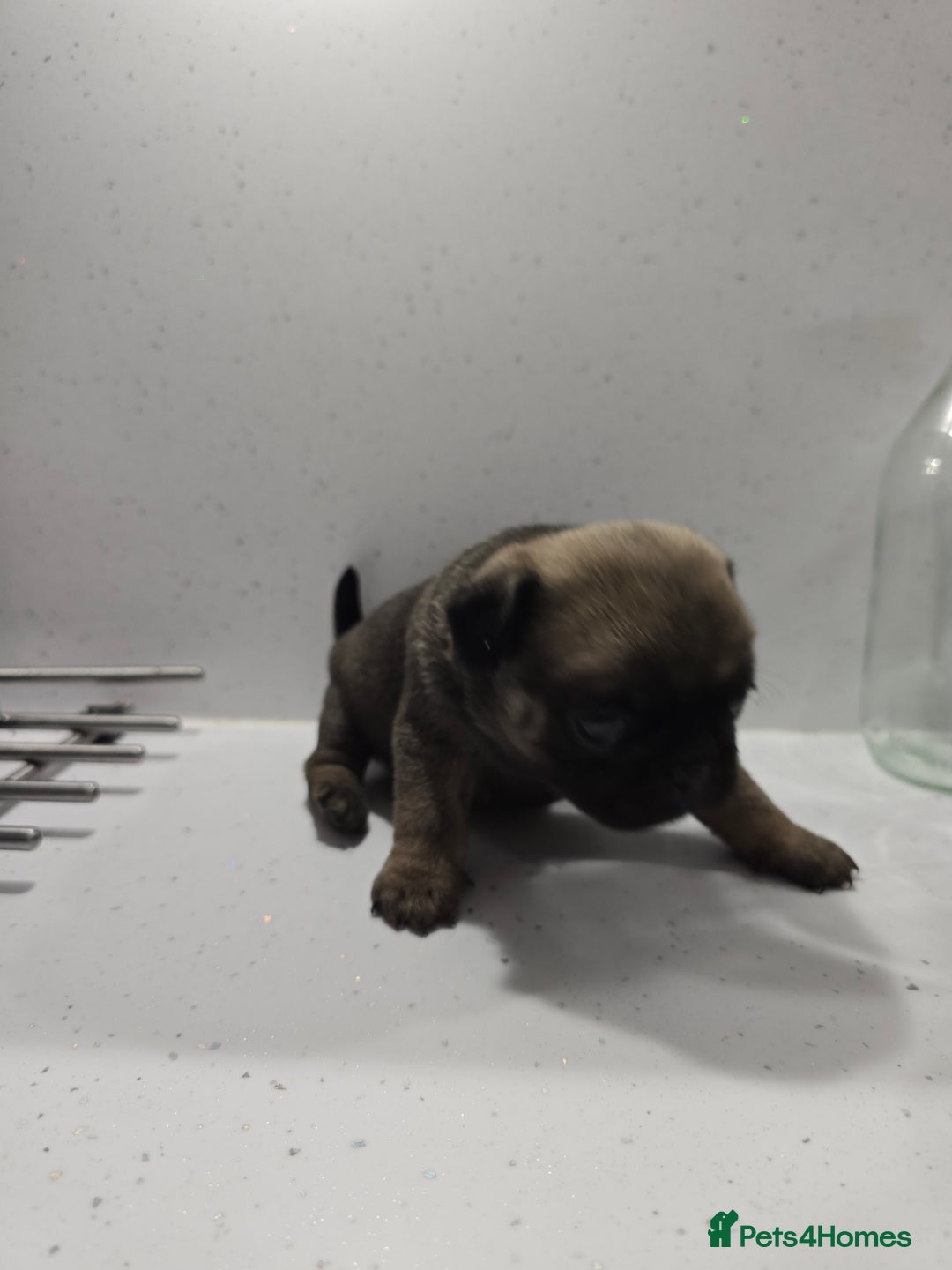Pug dogs for sale: 3 pug puppies  - Image 6