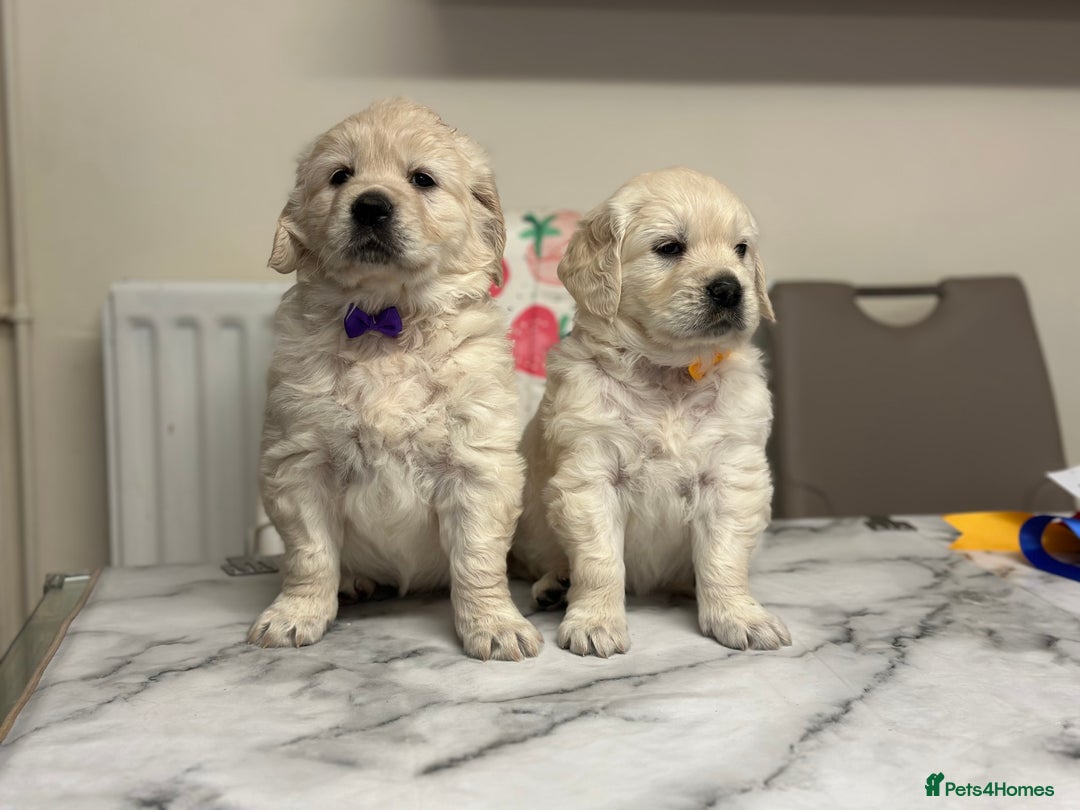 Golden Retriever dogs for sale: Fully health tested clear golden retriever puppies - Image 6