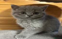 British Shorthair cats for sale: Adorable BSH kittens - Image 4