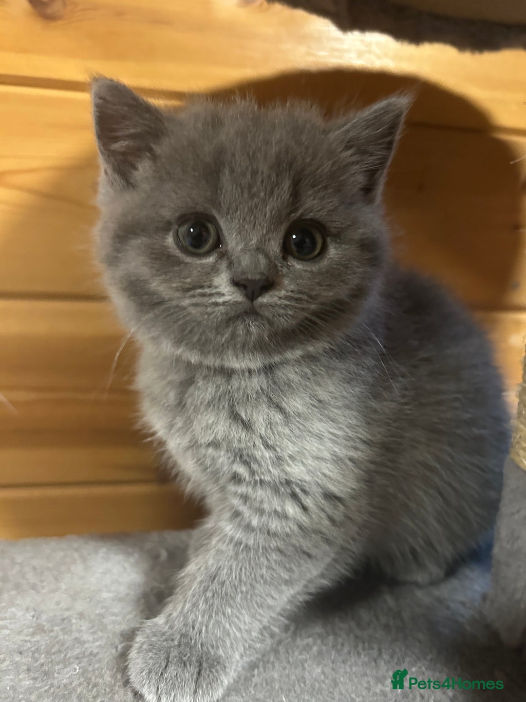 British Shorthair cats for sale: Adorable BSH kittens - Image 4