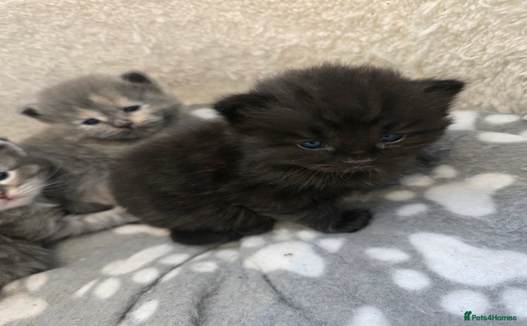 Ragdoll cats - Advert 9