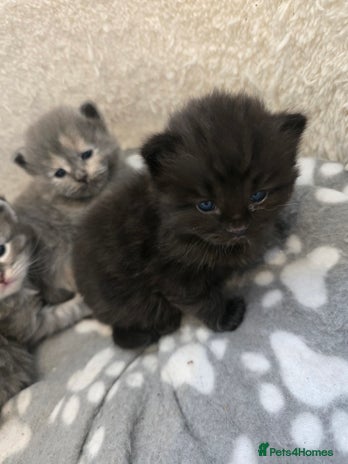 Ragdoll cats - Advert 9