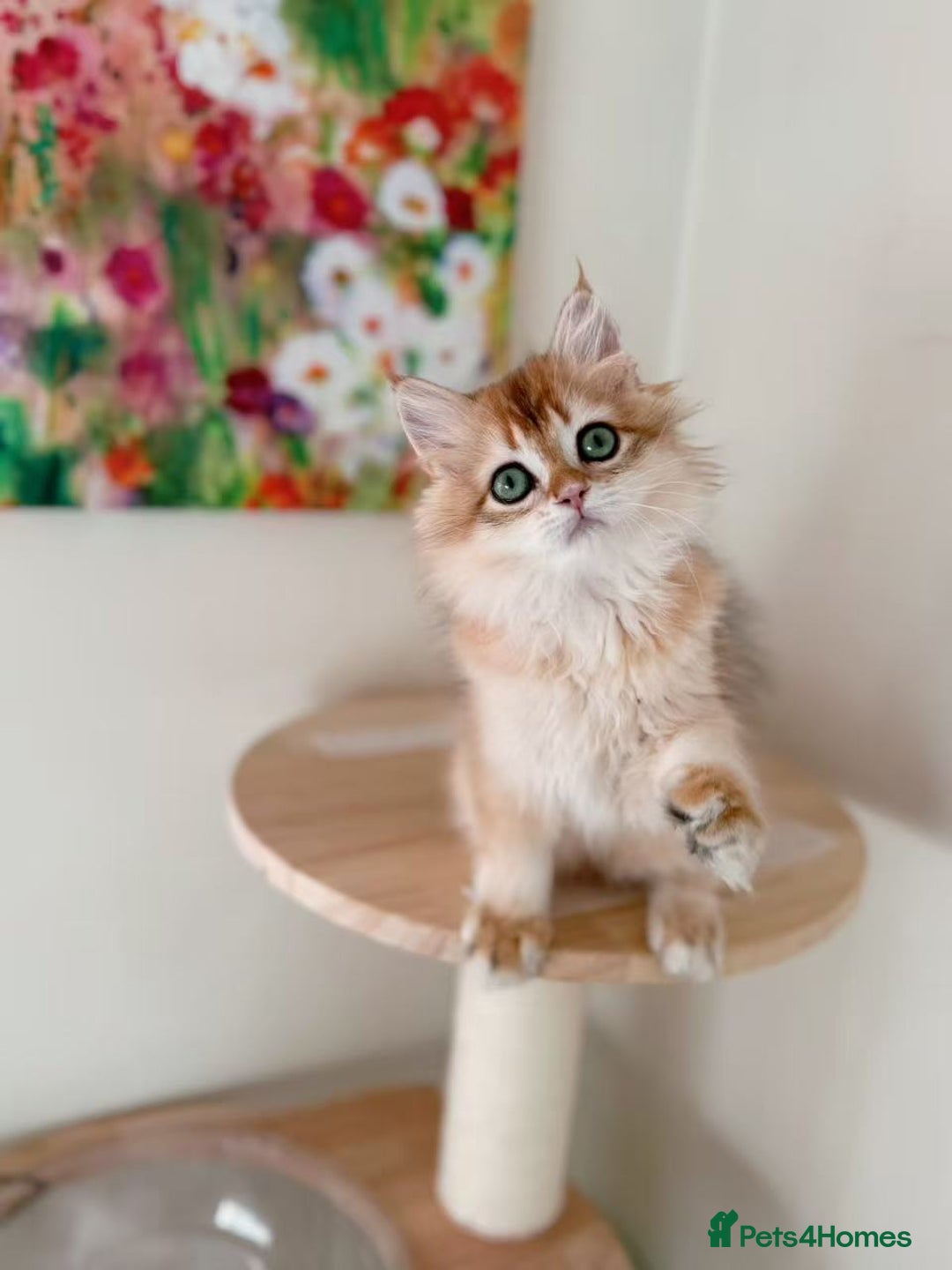 British Longhair cats for sale: Stunning Golden British Longhair Kittens - Advert 12