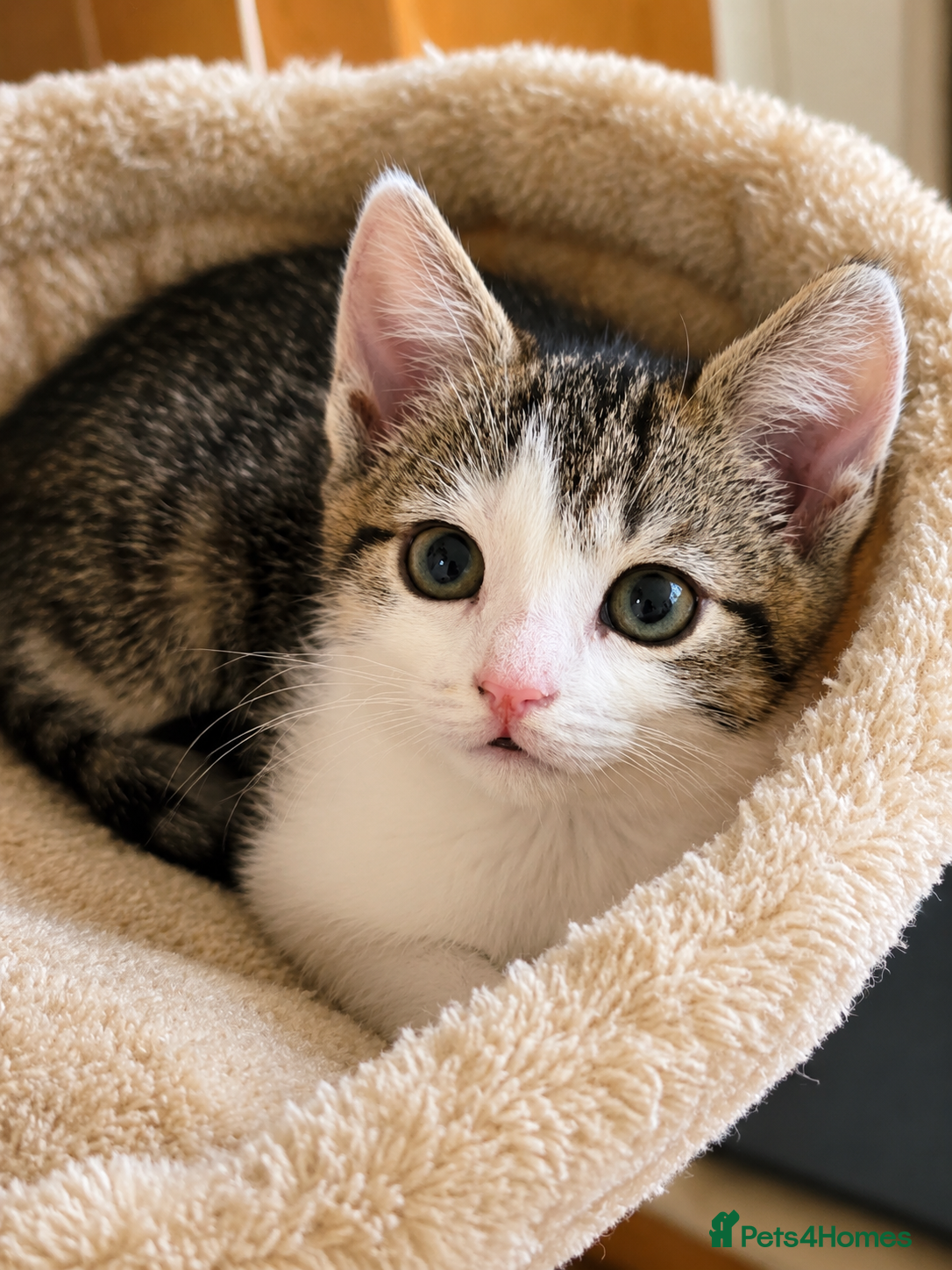Mixed Breed cats for sale: 5 Beautiful Kittens Who Adore Human Company - Advert 17
