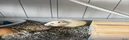Rat rodents for sale: Two Loving Rats – Jacks & Tubs  in Brentwood - Advert 4