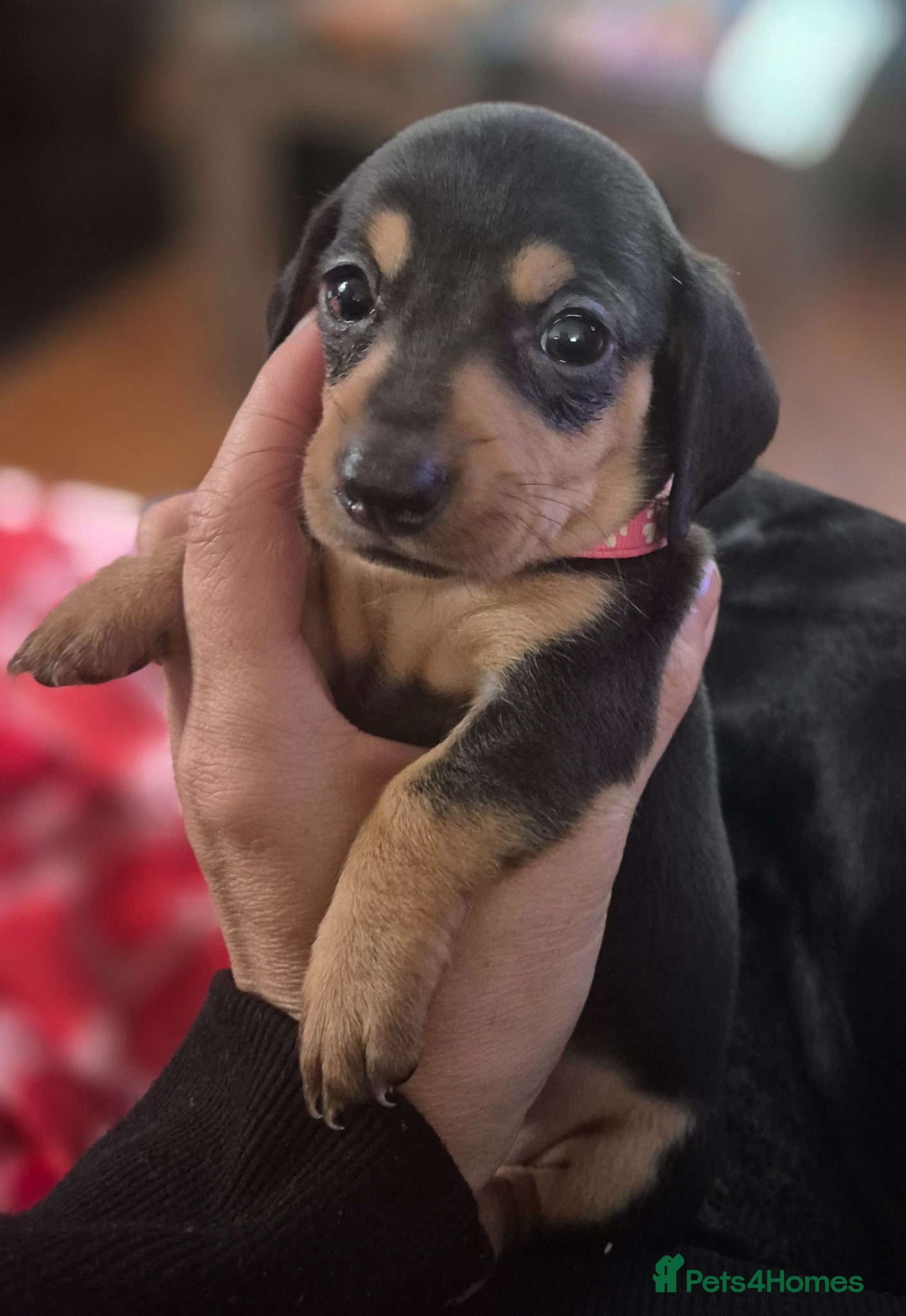 Miniature Dachshund dogs 8 Miniature Dachshund puppies ready 29th May - Advert 15