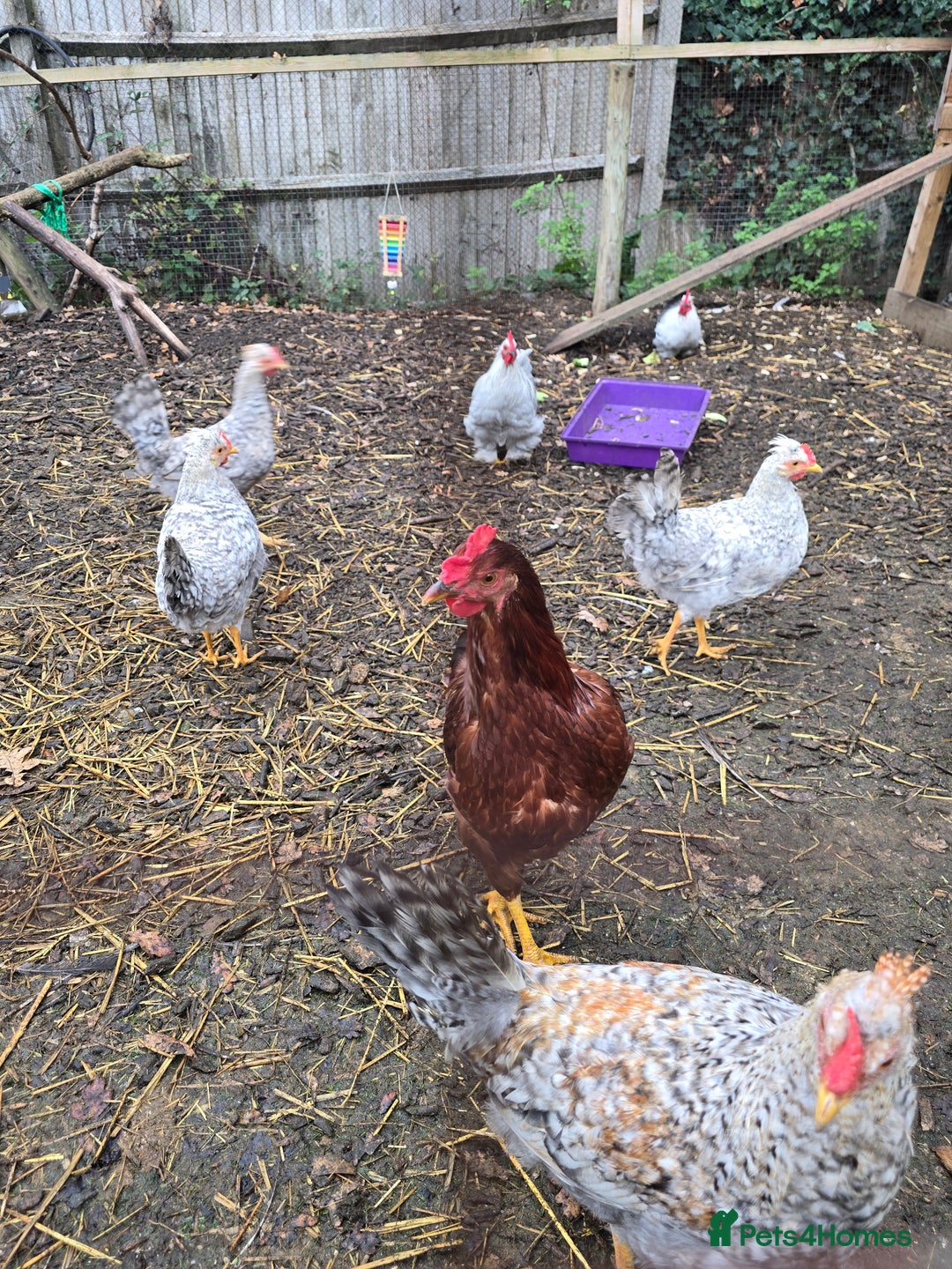 Chickens poultry for sale: Lavender Pekin Bantam Cream Legbar chickens  - Advert 5