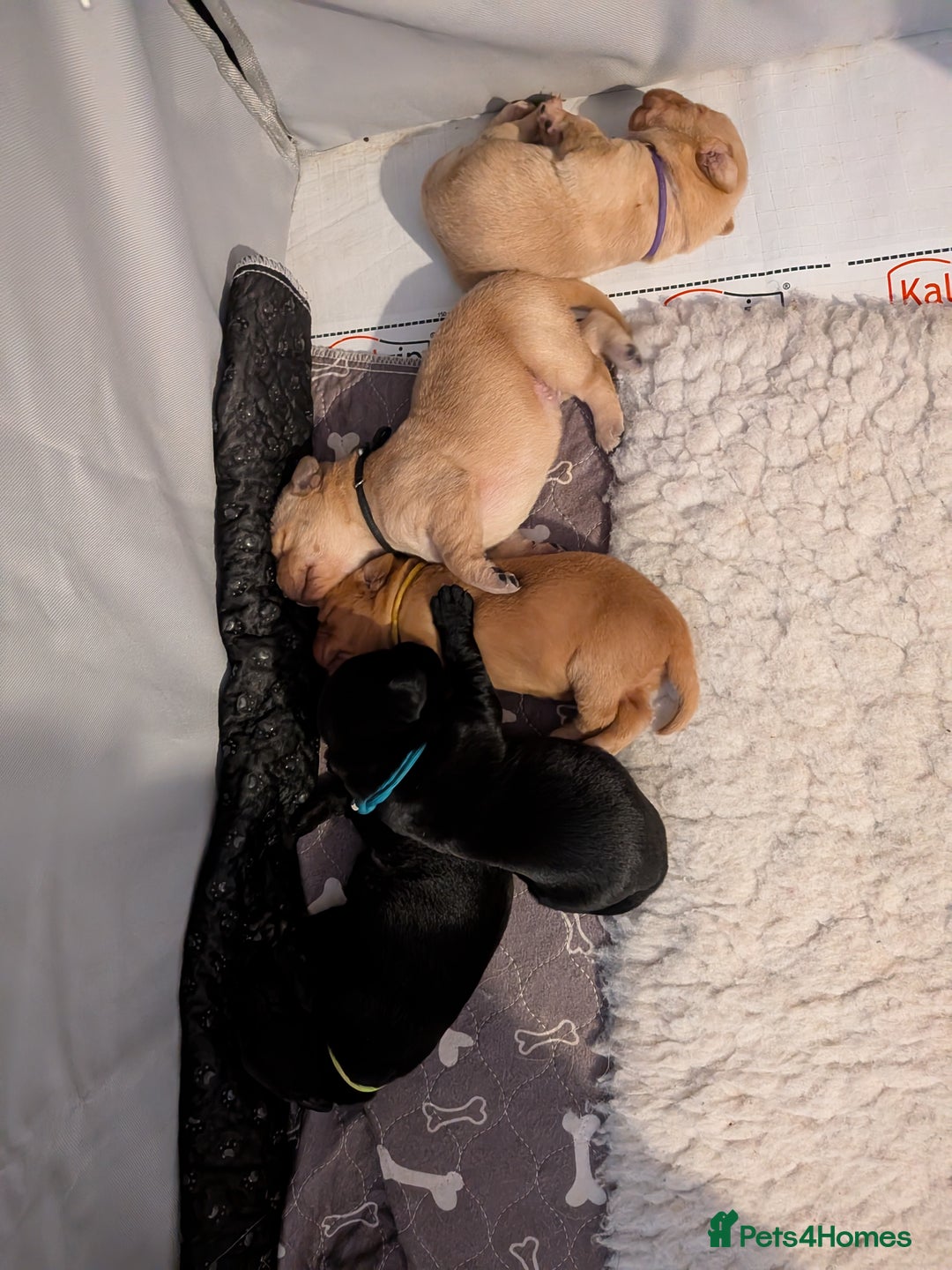 Labrador Retriever dogs for sale: KC Fox Red,Black,Yellow Labrador FTCH in lineage - Advert 11