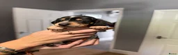 Miniature Dachshund dogs for sale: MINIATURE DACHSHUND PUPPIES 3 BOYS & 5 GIRLS 🐾 in Liverpool - Advert 12