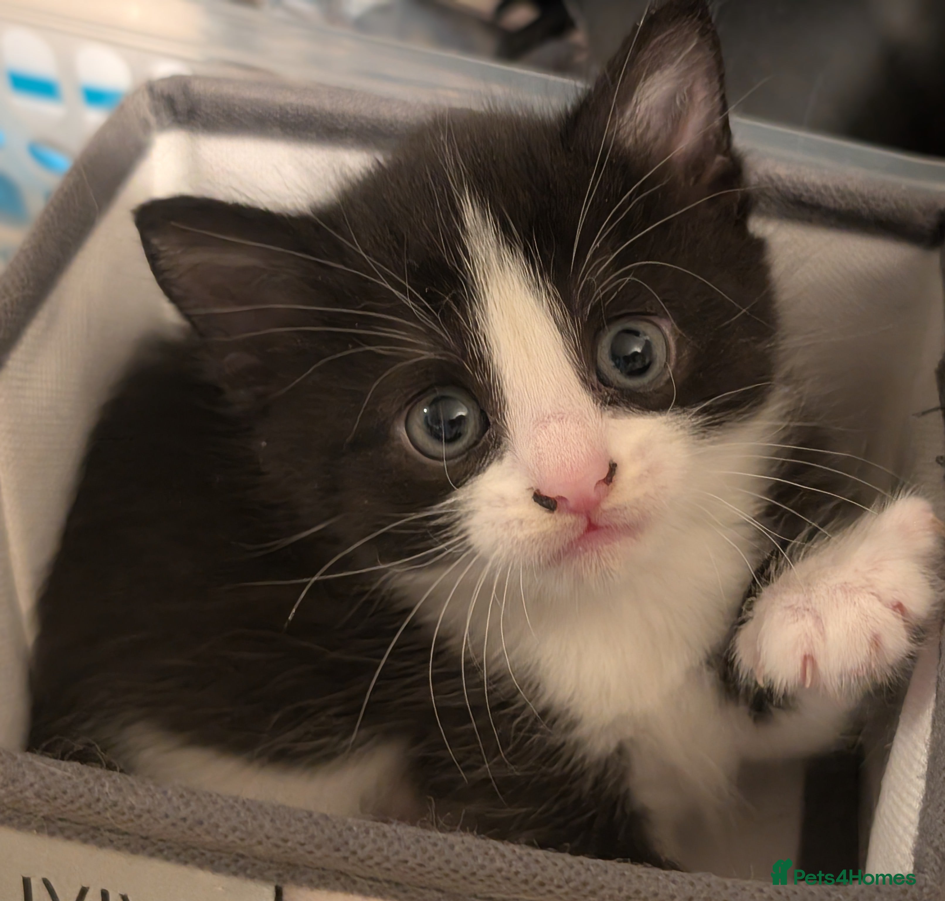 Domestic Shorthair cats for sale: 🖤 LAST KITTEN REMAINING – Midnight 🖤 - Advert 16