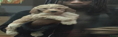Cockapoo 1