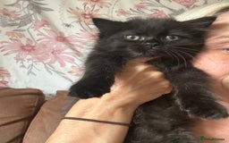 British Shorthair cats for sale: British cross domestic cat  - Image 4