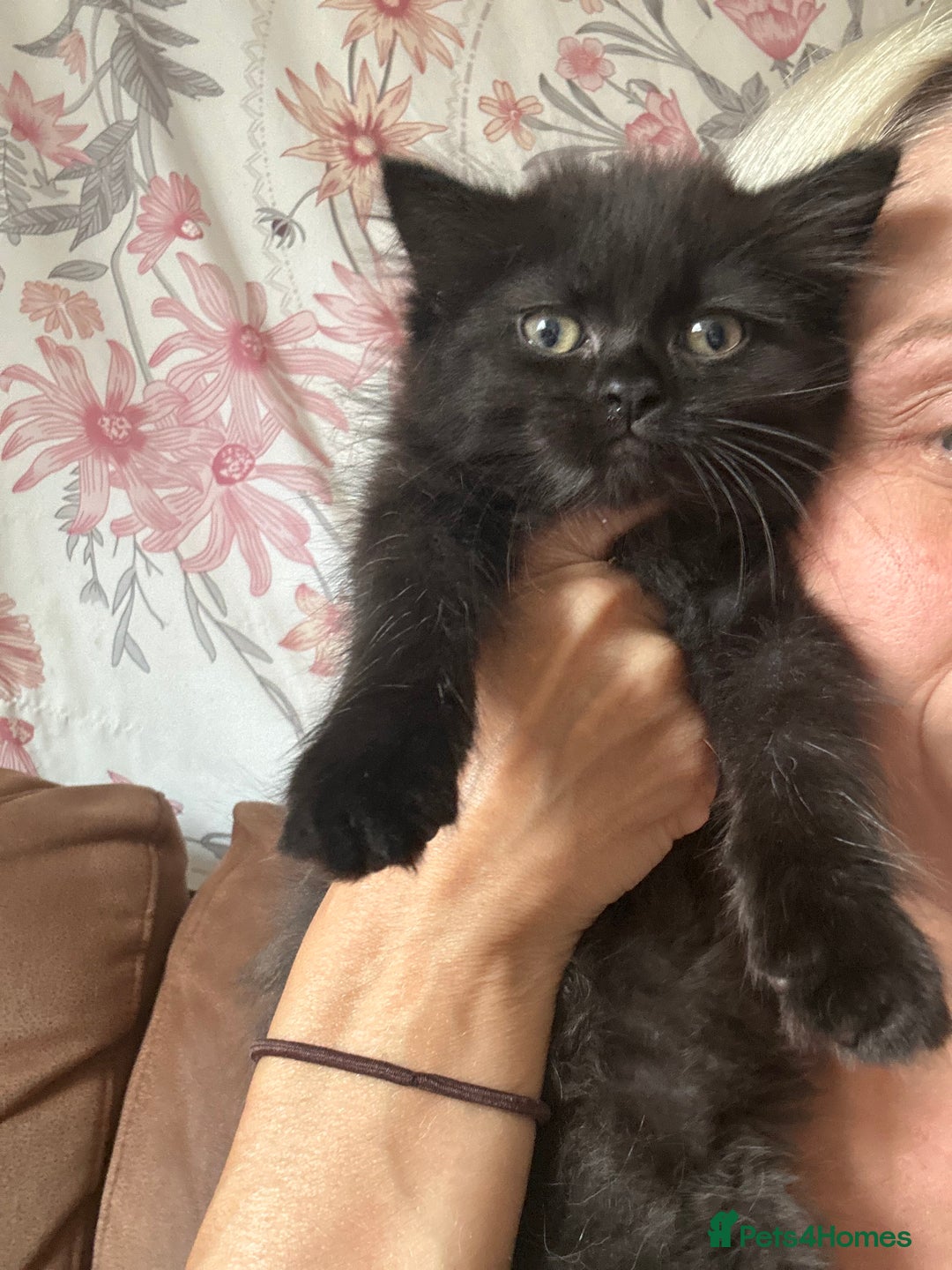British Shorthair cats for sale: British cross domestic cat  - Image 4