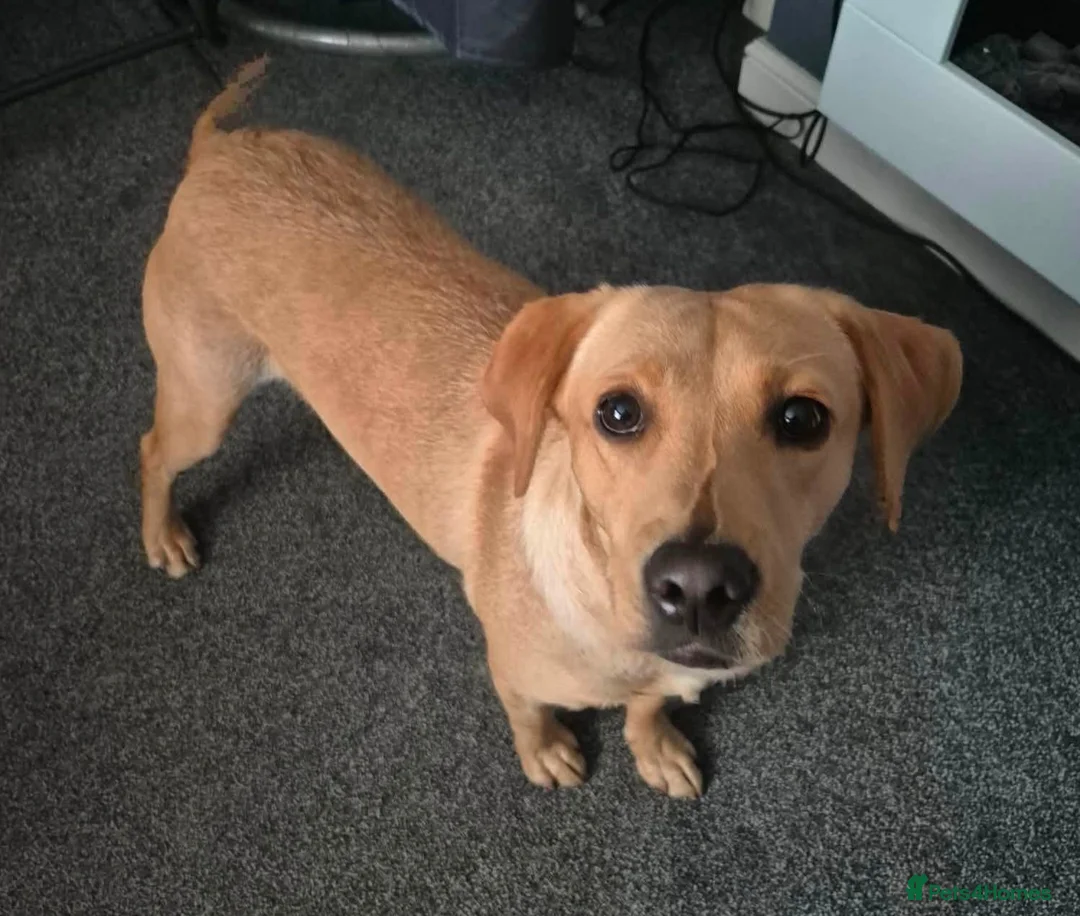 Labrador Retriever dogs for sale: Molly - Please read full advert  - Advert 1