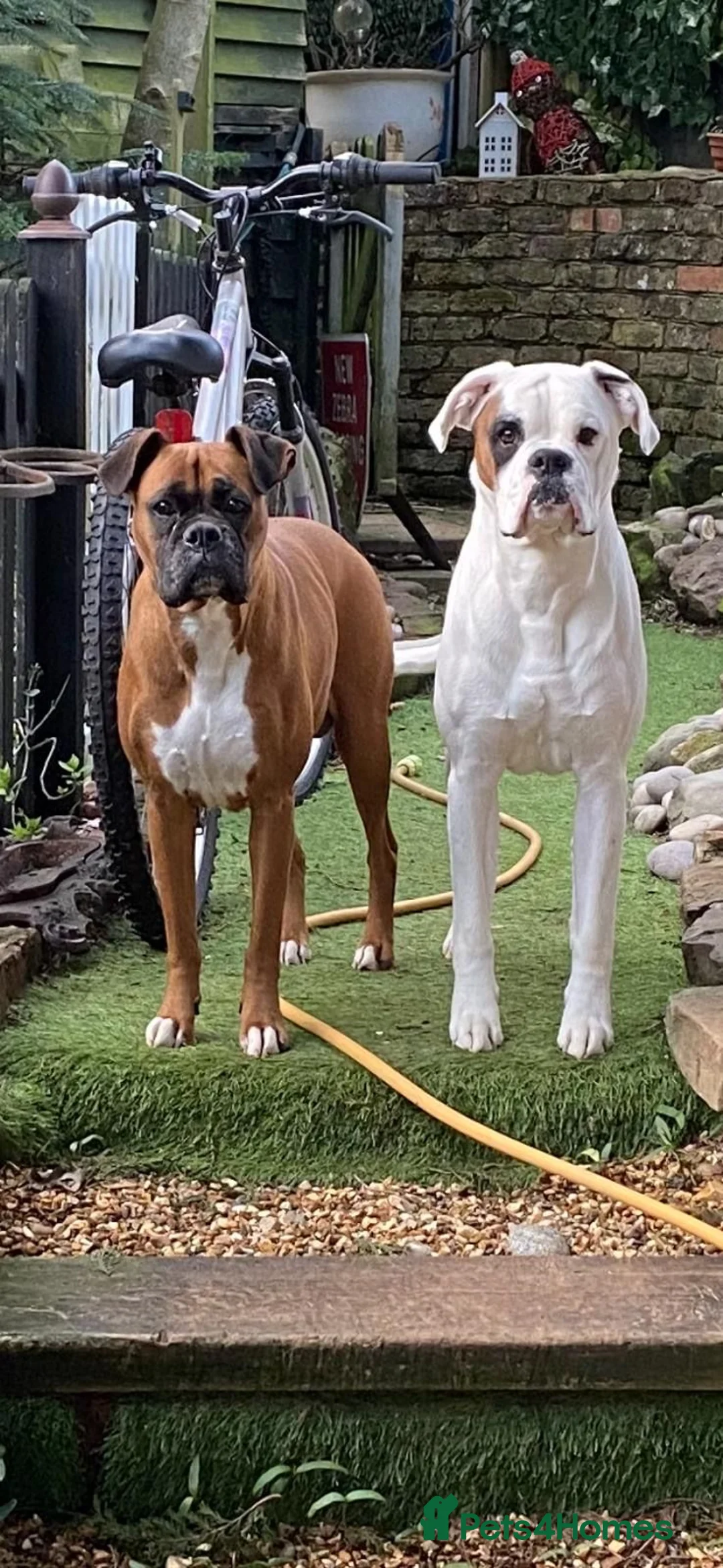 Boxer dogs for sale: 5 Boxer Puppies for Sale - Advert 8