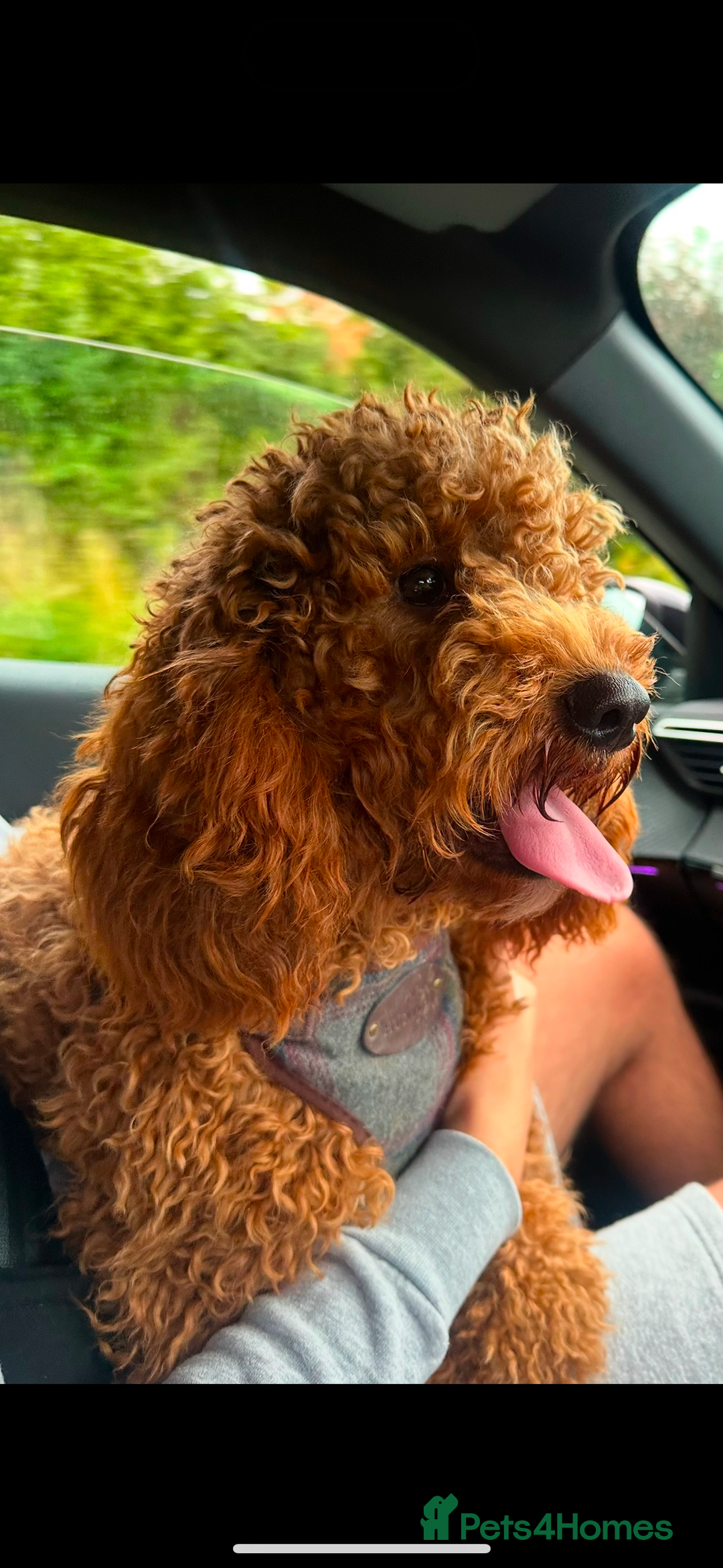 Cavapoo dogs for sale: 2 cavapoos needing to be rehomed together  - Advert 2