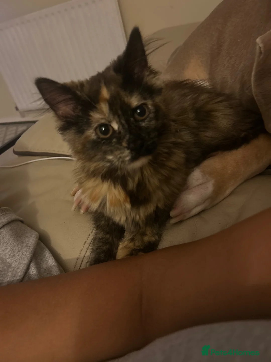 Mixed Breed cats for sale: Beautiful 4 month old kitten in Harrow - Advert 2