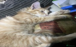 Maine Coon cats for sale: Maine coon kittens ready now boys  - Image 10