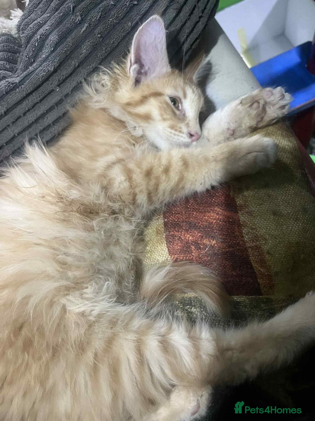 Maine Coon cats for sale: Maine coon kittens ready now boys  - Image 10