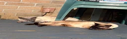Siamese cats for adoption: Super Friendly Siamese Besties - Advert 6
